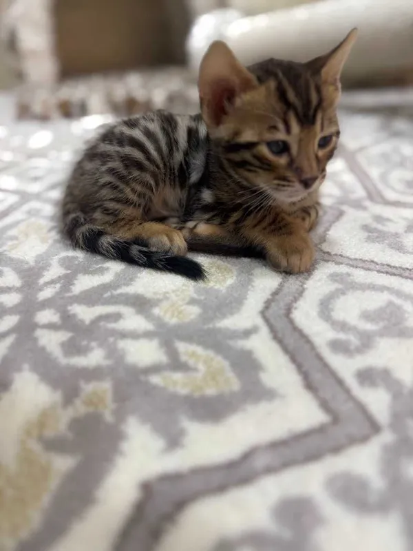 Продаются бенгальские котята — фото 3