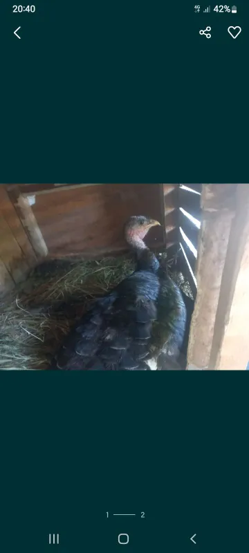 ona induk olsangiz arziydi uyda boqilgan afsuslanm