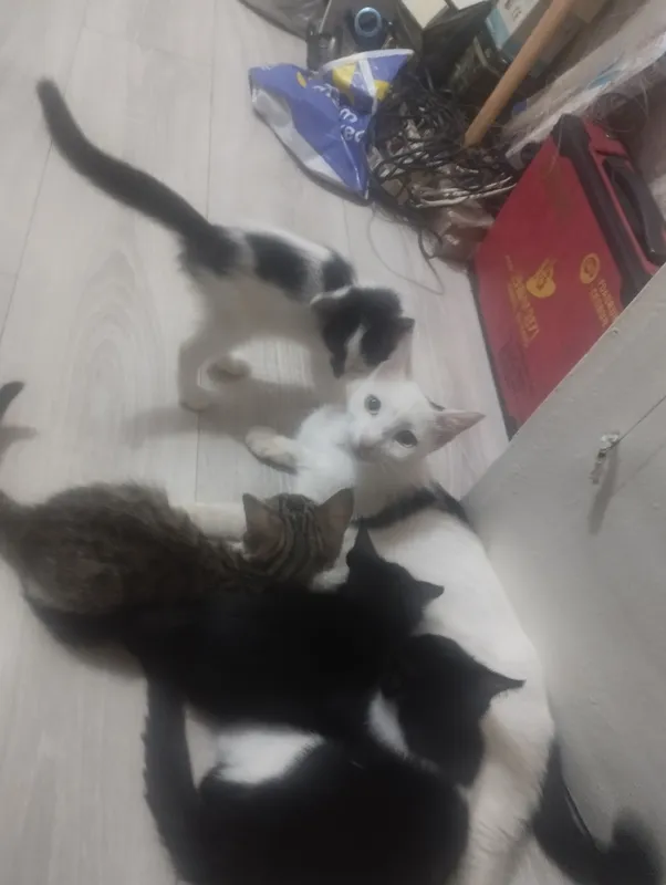Mushukchalarni beraman. 2,5 oylik. Lotokka o‘rgatilgan 6