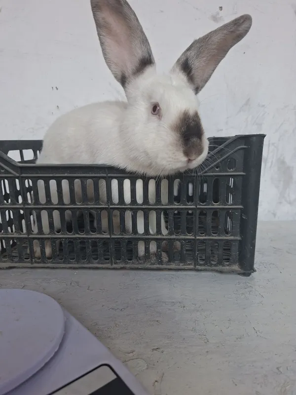 Quyon Kaliforniya 1 Quyon Kaliforniya 1
