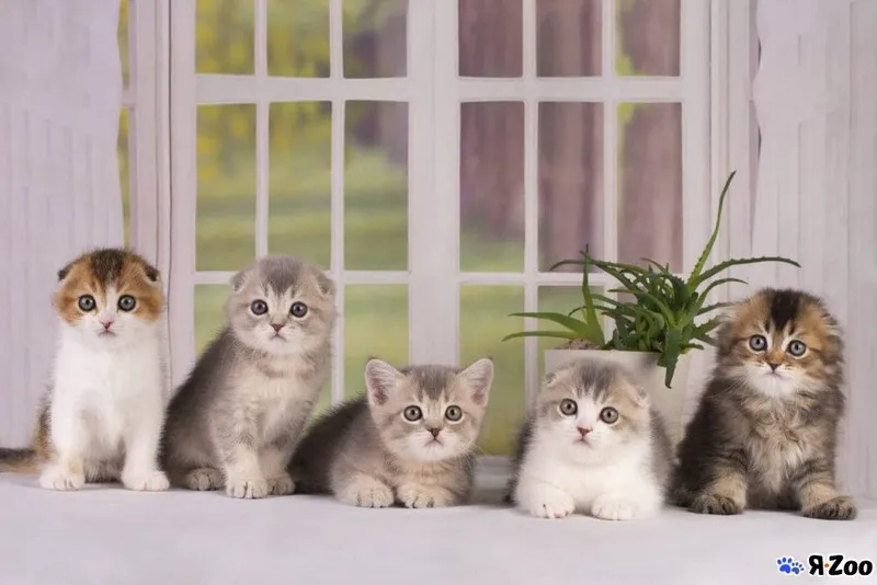 Шотландские вислоухие котята 6 Шотландские вислоухие котята 6