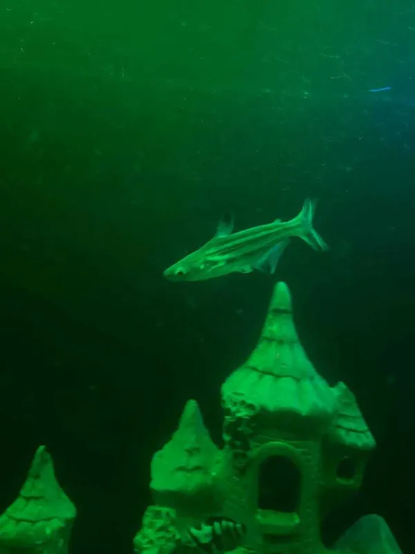 Akula baliq sotiladi