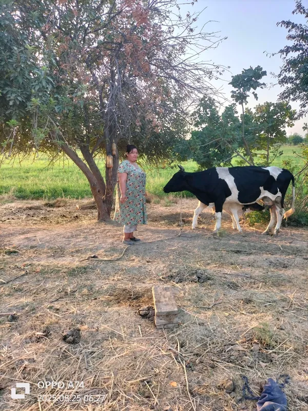 Продажа скота Продажа скота