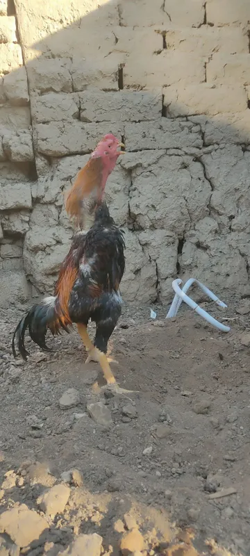 Dakan xoʻrozla sotiladi 7