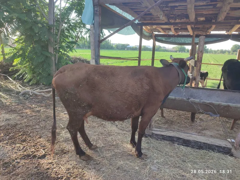 Ona bola sigir sotiladi