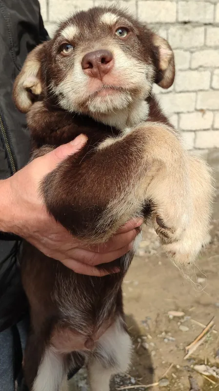 В добрые руки малыши
