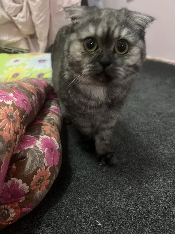 Scottish Fold mushukcha 3 Scottish Fold mushukcha 3