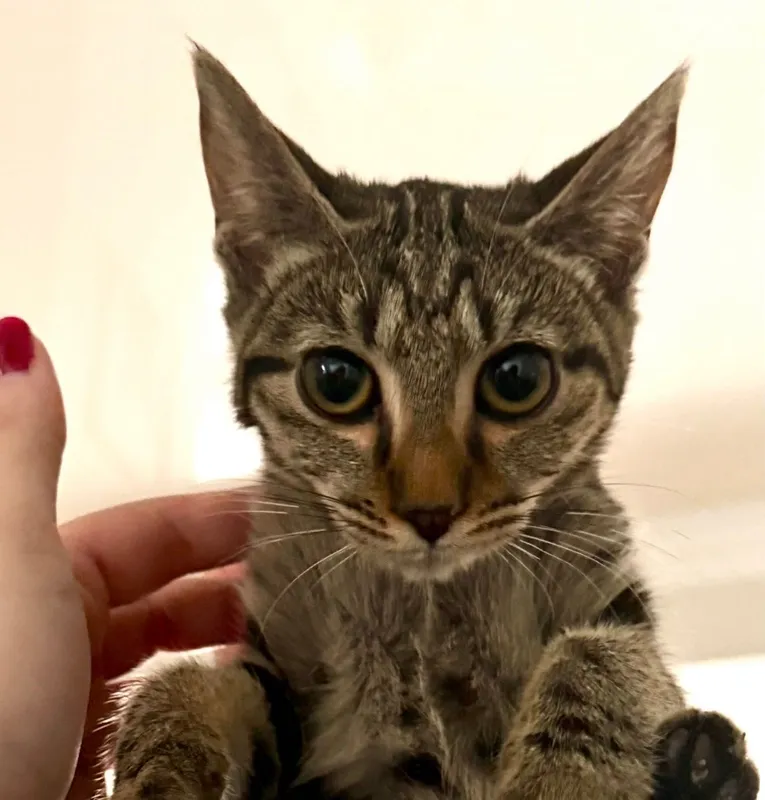 Котенок,девочка,ОЧЕНЬ СРОЧНО ИЩЕТ ДОМ! 1 Котенок,девочка,ОЧЕНЬ СРОЧНО ИЩЕТ ДОМ! 1