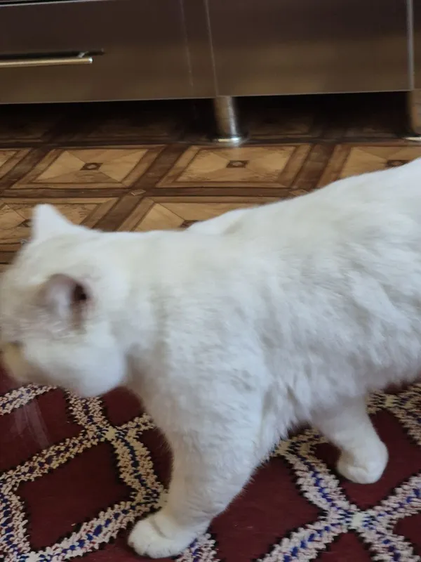 Белая британская короткошёрстная кошка — фото 2