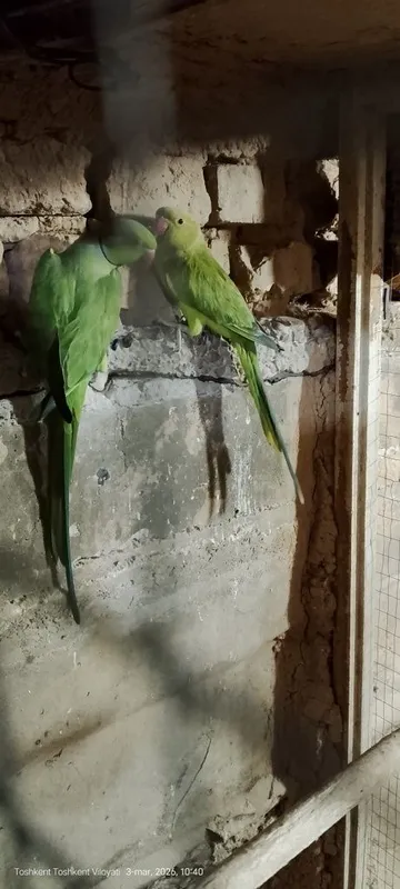 Tayyor par bola bermagan hali — фото 1