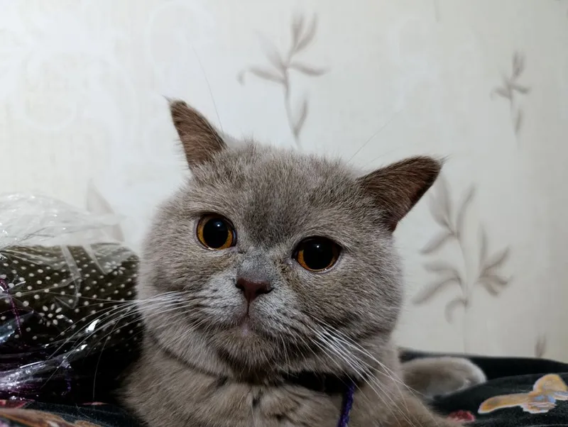 Продается кот британский 2 Продается кот британский 2