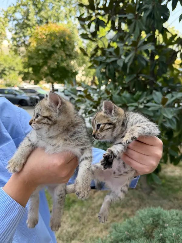 Милые чистые котятки Милые чистые котятки
