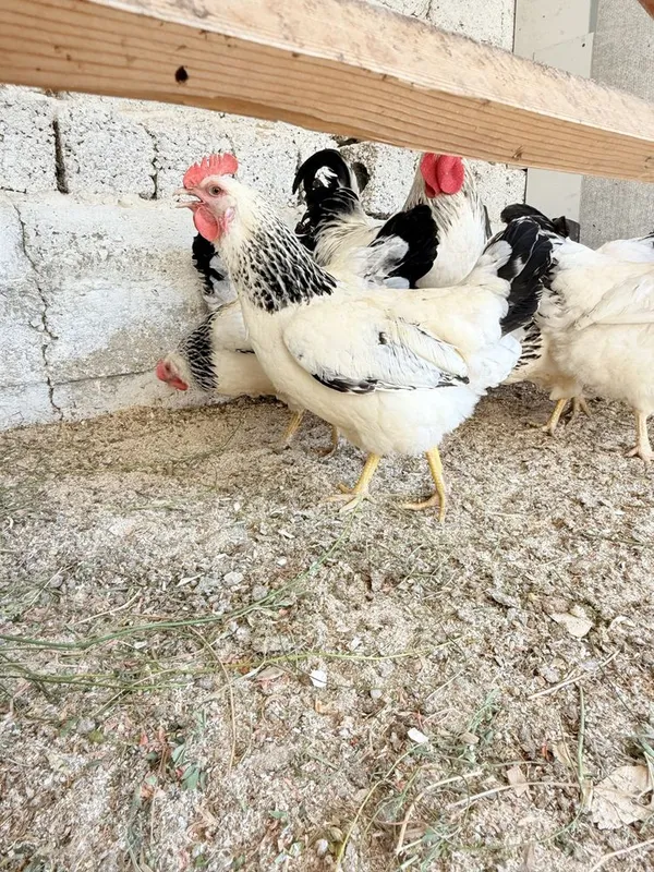 adler tuxumlari bor 5