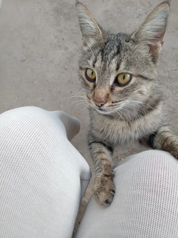 Продаётся кошка 4 Продаётся кошка 4