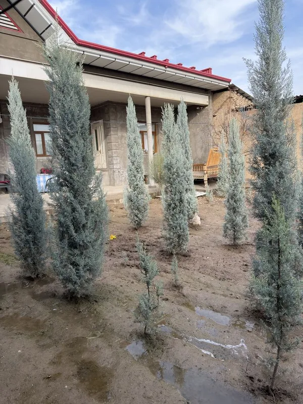 Arizonskiy kiparis argina italiya 2.50 dan 3 metrgacha — фото 1