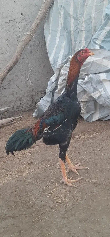 dakan jo'jalar sotiladi