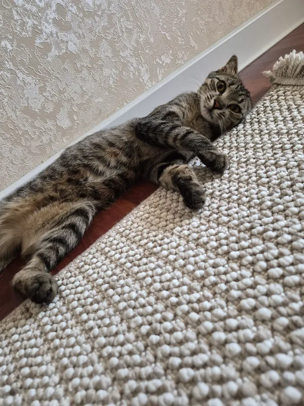 Котенок ищет своих мам и пап 3 Котенок ищет своих мам и пап 3