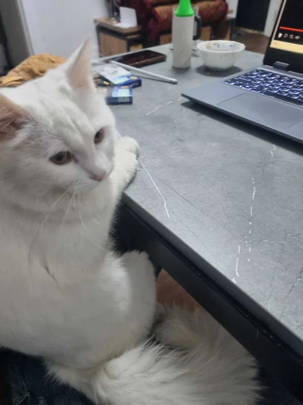 Мушук, кошка, турецский ангорка — фото 3