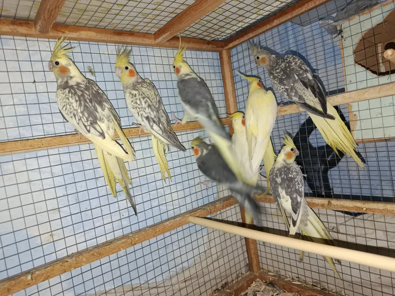 karela 1 karela 1