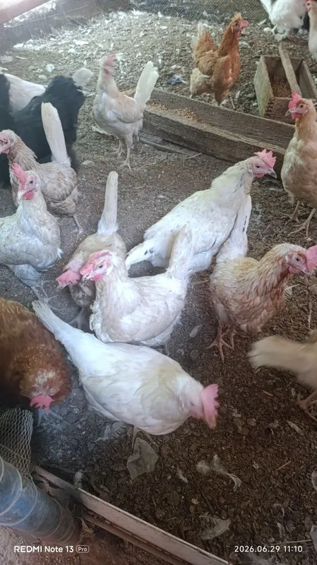 Продам домашних кур. 4 Продам домашних кур. 4