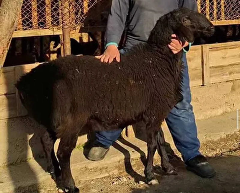 Qo‘ylar sotuvda mavjud.