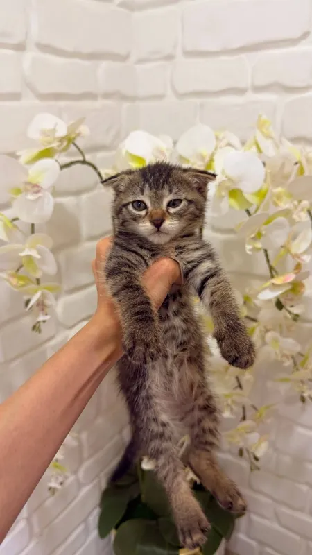 Scottish fold 1ta sotiladi 3ta oddiy parodali mushuk xadyaga beriladi 3 Scottish fold 1ta sotiladi 3ta oddiy parodali mushuk xadyaga beriladi 3