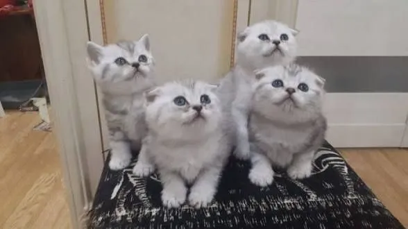 Котята серебристый шиншилы — фото 2
