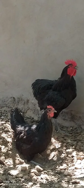 Rumin avstralop xoʻroz tovuq 3