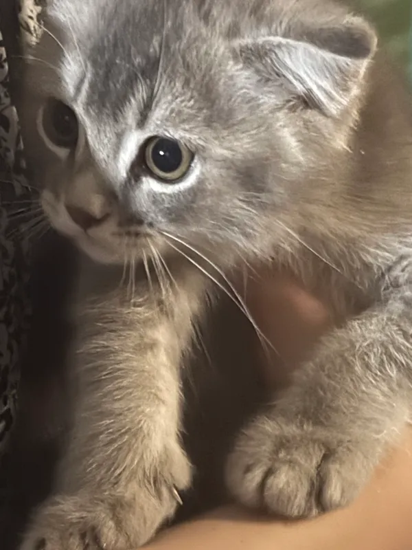 Котенок SCOTTISH FOLD 1 Котенок SCOTTISH FOLD 1