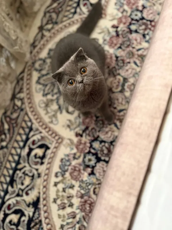Скотиш фолд сотилади — фото 1