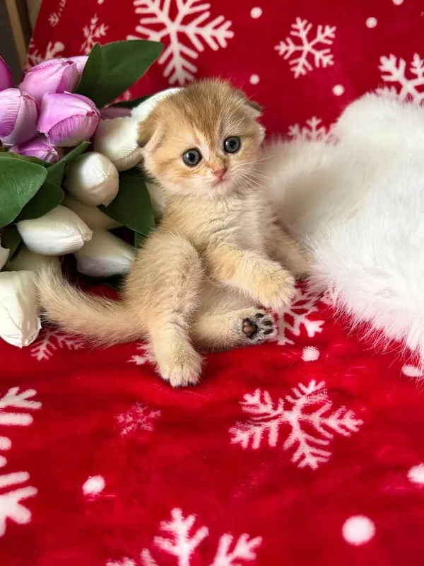 Продаются котята — фото 1