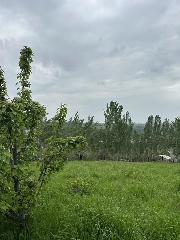 Uchaska Sotiladi Parkent Kumushkon 24 sotix 12 sotixdan kadarsti bor