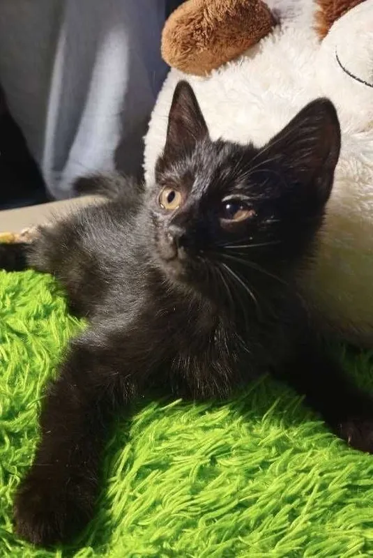 Котята ищут семьи! — фото 2