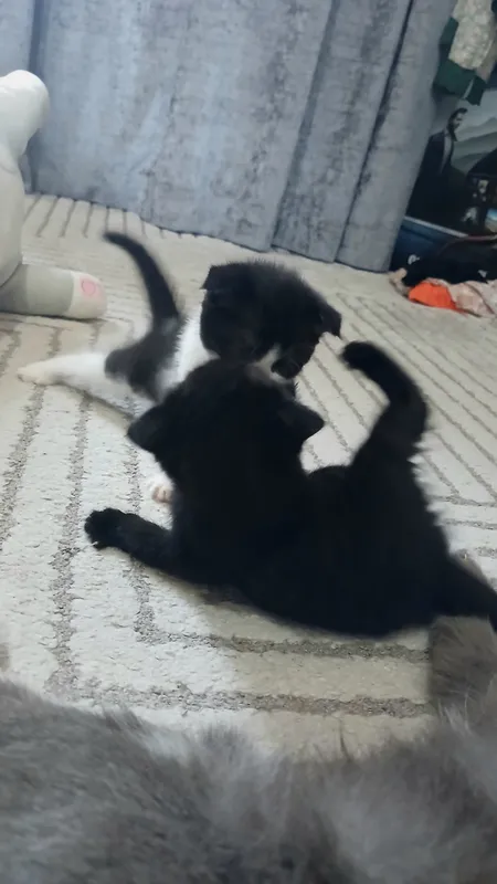 Продаются котята 8