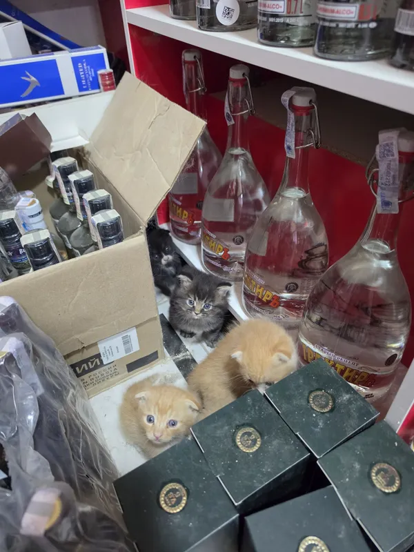 Срочно продоются Шотландские котята 1 Срочно продоются Шотландские котята 1