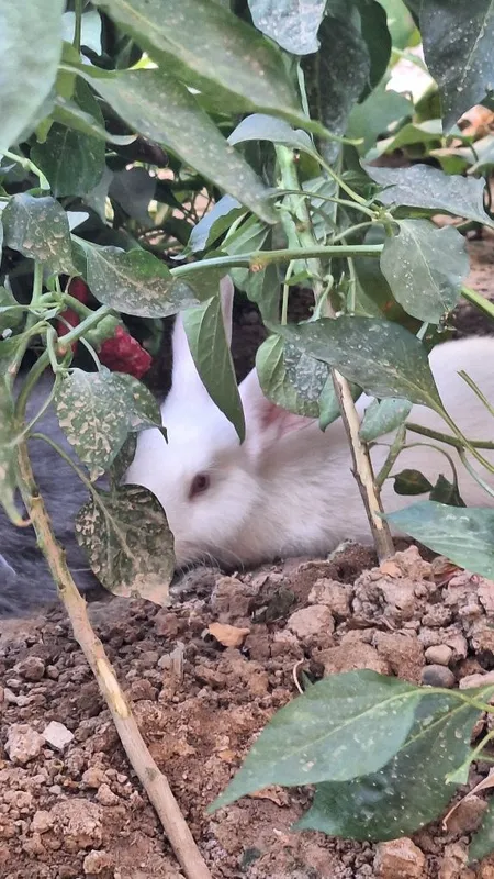 Quyon sotiladi zotdor quyon katta bb ketadi — фото 1