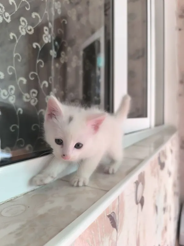 Котята 3 месяца, две белые два серых