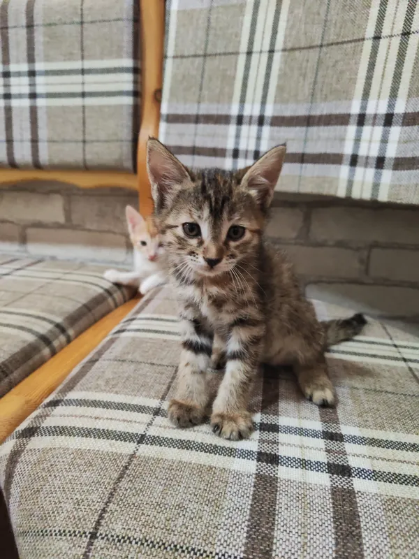 Отдам милых котят в добрые руки! 3