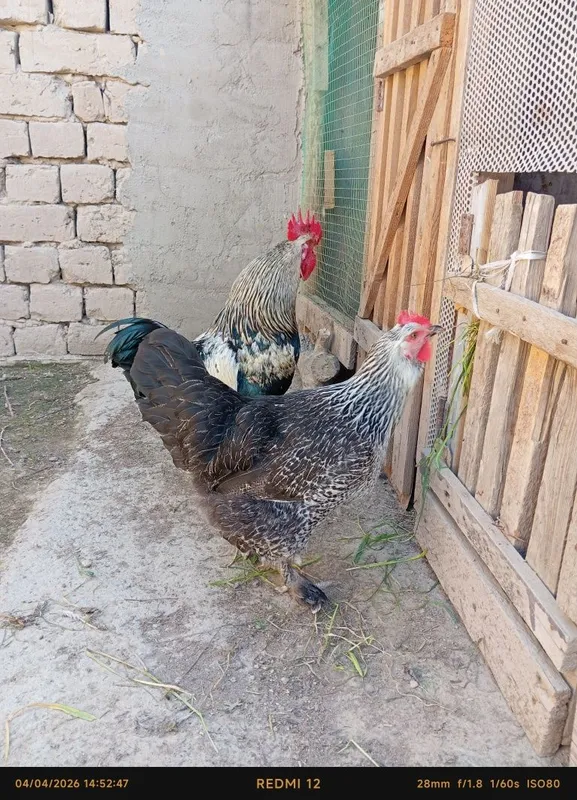 Uy tovuq va xoʻroz sotiladi — фото 1