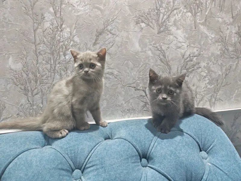 Котята два месяца