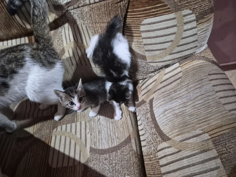 Отдам даром котят — фото 1