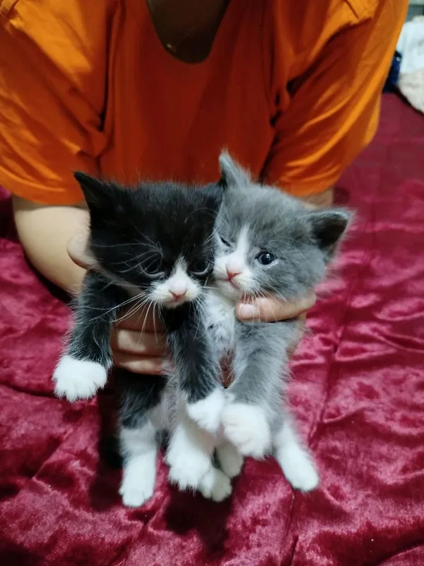 продаются котята Британцы — фото 4