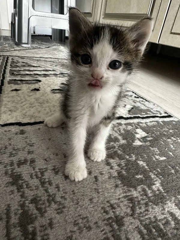 Отдам даром котят — фото 1