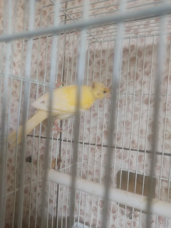 Kanareka qush sotiladi 2 oyli joja
