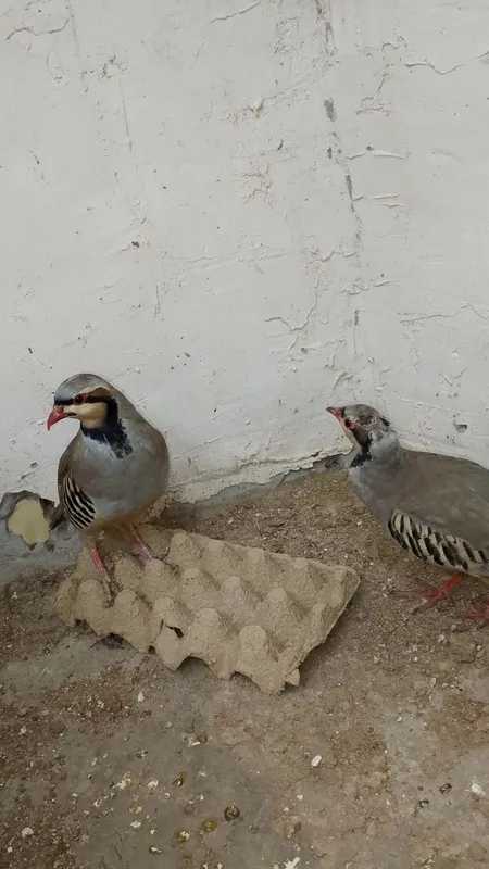 Kakliklar sayroqi eshitib tanlab olasiz 3 Kakliklar sayroqi eshitib tanlab olasiz 3