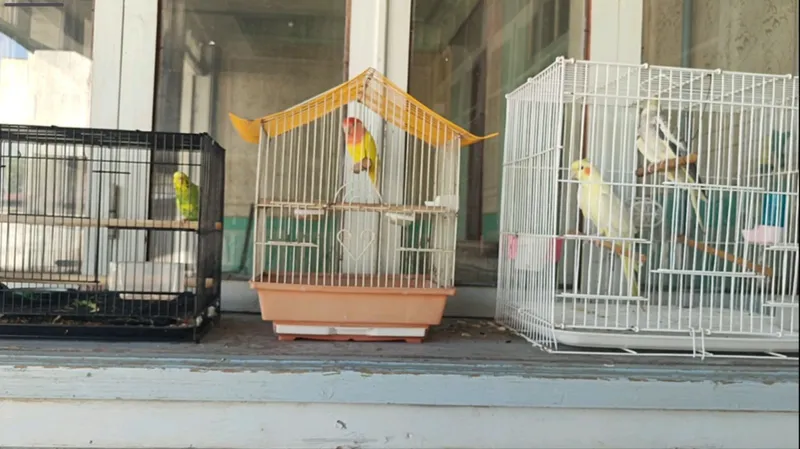 Пар котта Тути дан ва парсиз 2 та тутилар бор 4 Пар котта Тути дан ва парсиз 2 та тутилар бор 4
