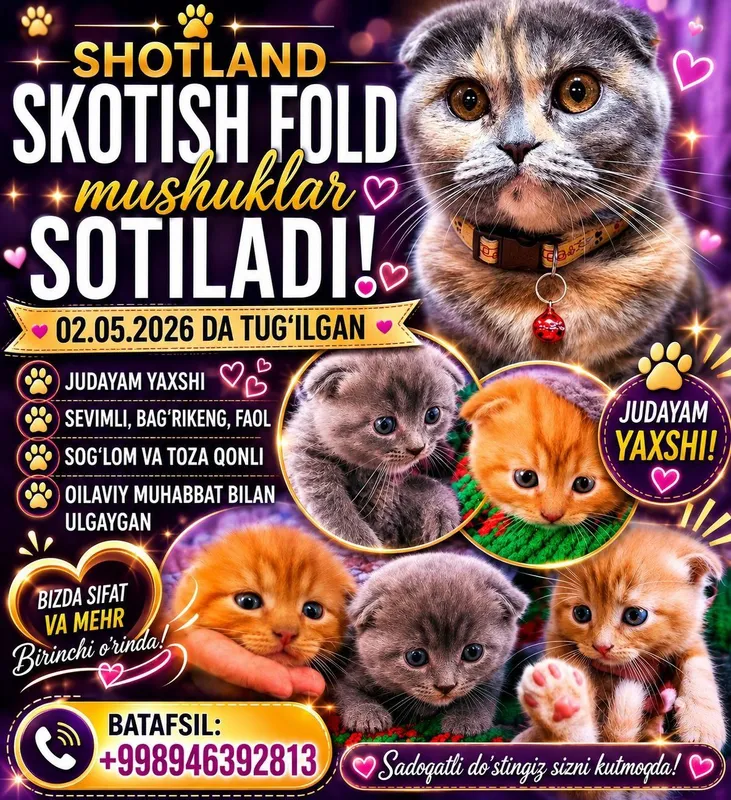 Продаются породистые котята срочно 1