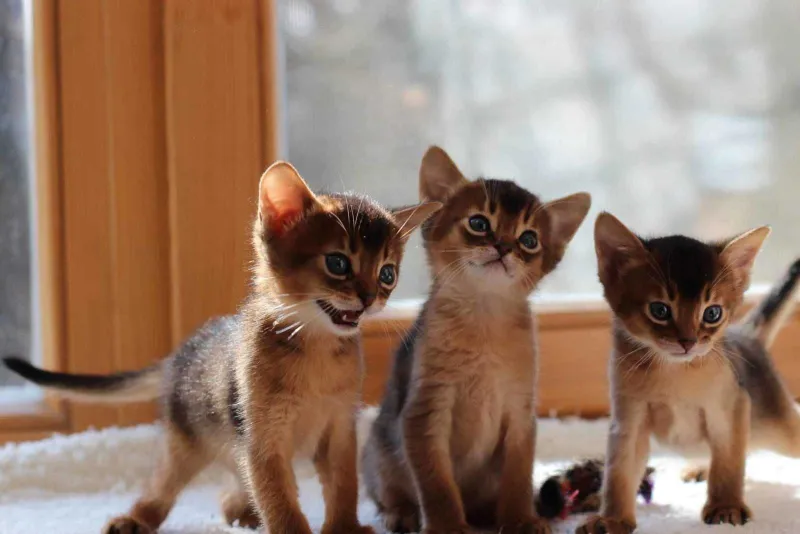 Котята Обесинцы дикие