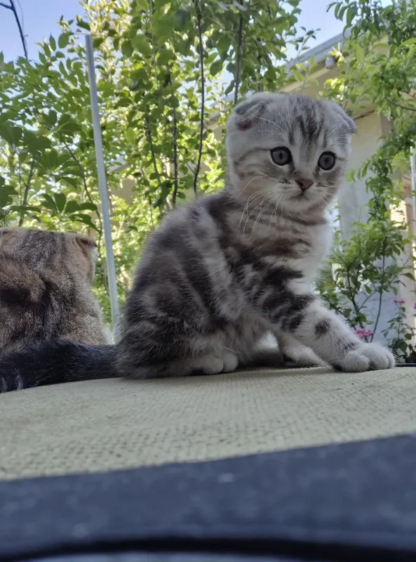 Продаются породистые котята скотиш фолд 2 девочки и 2 мальчика