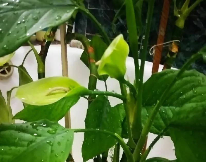 Aglaonema guli 1 Aglaonema guli 1